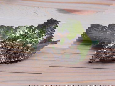 SILVER CLUSTER RING ROCK STONE LAPIDARY SPECIMEN