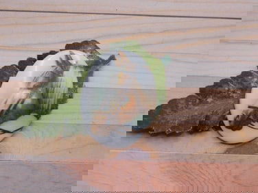 HORSE CABOCHON ROCK STONE LAPIDARY SPECIMEN