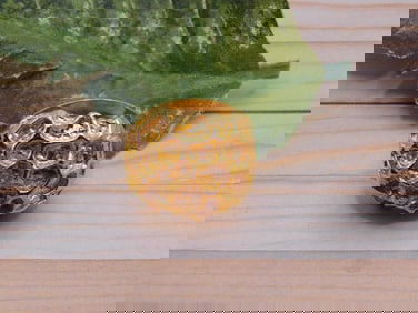 GOLD CLUSTER RING ROCK STONE LAPIDARY SPECIMEN