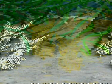 ANGEL PINS ROCK STONE LAPIDARY SPECIMEN