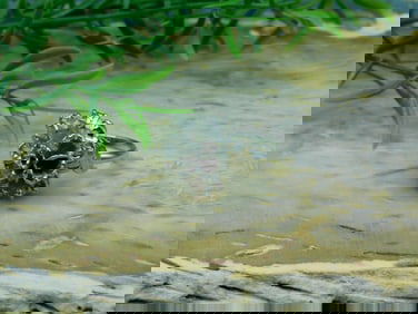 FLOWER RING ROCK STONE LAPIDARY SPECIMEN