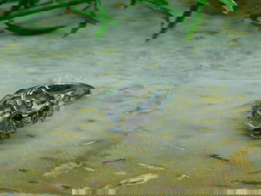 FLOWER RING ROCK STONE LAPIDARY SPECIMEN