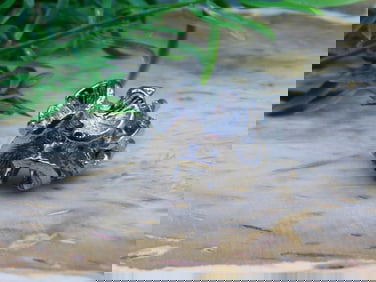 FLOWER RING ROCK STONE LAPIDARY SPECIMEN