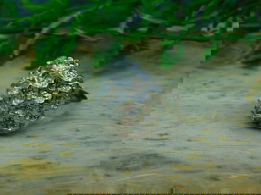 HAMMERED SILVER RING ROCK STONE LAPIDARY SPECIMEN