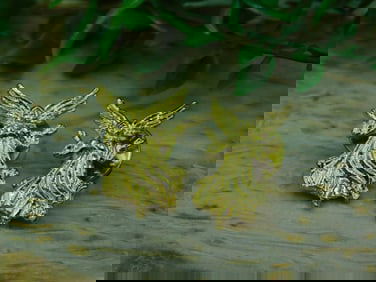 ANGEL PINS ROCK STONE LAPIDARY SPECIMEN