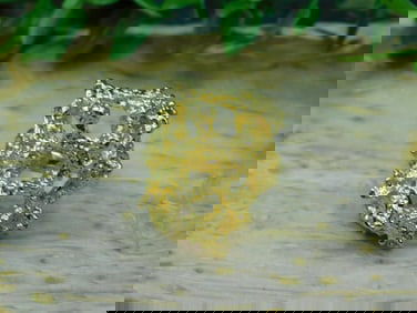 GOLD CLUSTER RING ROCK STONE LAPIDARY SPECIMEN