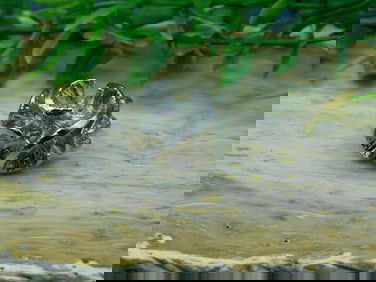 FLOWER RING ROCK STONE LAPIDARY SPECIMEN