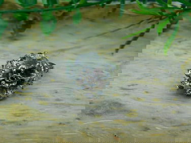 FLOWER RING ROCK STONE LAPIDARY SPECIMEN