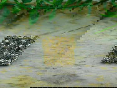 GOLD CLUSTER RING ROCK STONE LAPIDARY SPECIMEN