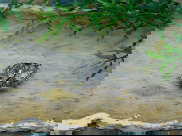 FLOWER RING ROCK STONE LAPIDARY SPECIMEN