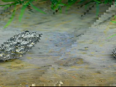 SILVER CLUSTER RING ROCK STONE LAPIDARY SPECIMEN