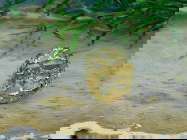 GOLD CLUSTER RING ROCK STONE LAPIDARY SPECIMEN