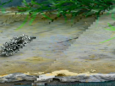 FLOWER RING ROCK STONE LAPIDARY SPECIMEN