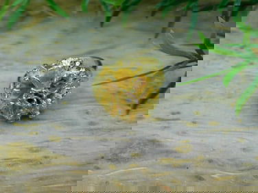 FLOWER RING ROCK STONE LAPIDARY SPECIMEN