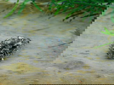 FLOWER RING ROCK STONE LAPIDARY SPECIMEN