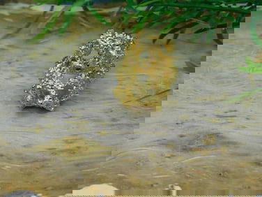 GOLD CLUSTER RING ROCK STONE LAPIDARY SPECIMEN