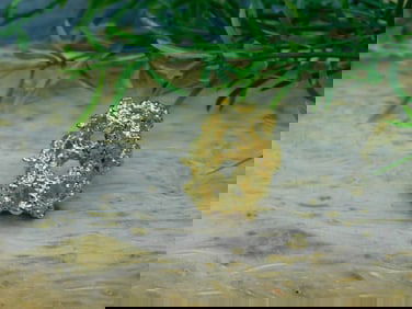 GOLD CLUSTER RING ROCK STONE LAPIDARY SPECIMEN