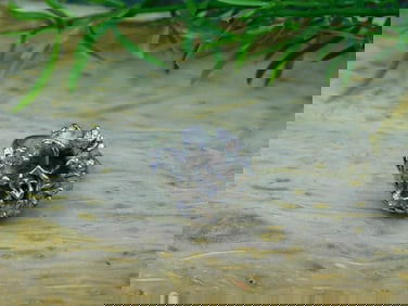 FLOWER RING ROCK STONE LAPIDARY SPECIMEN