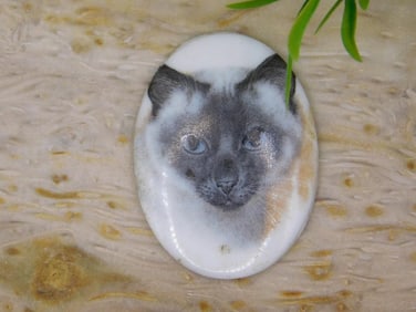 CAT CABOCHON ROCK STONE LAPIDARY SPECIMEN