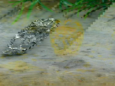 GOLD CLUSTER RING ROCK STONE LAPIDARY SPECIMEN