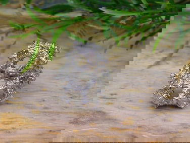 SILVER CLUSTER RING ROCK STONE LAPIDARY SPECIMEN