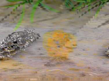 FLOWER RING ROCK STONE LAPIDARY SPECIMEN
