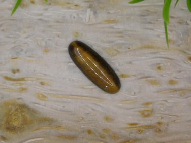 TIGERS EYE CABOCHON ROCK STONE LAPIDARY SPECIMEN