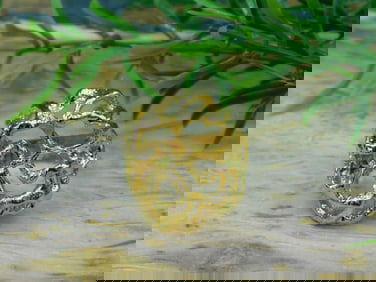 GOLD CLUSTER RING ROCK STONE LAPIDARY SPECIMEN