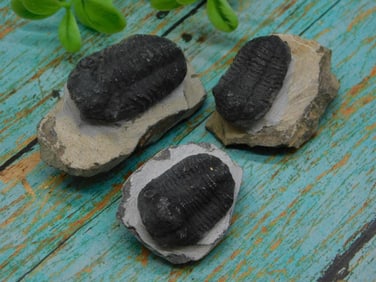 TRILOBITE FOSSILS ROCK STONE LAPIDARY SPECIMEN