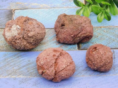 COPROLITE ROCK STONE LAPIDARY SPECIMEN