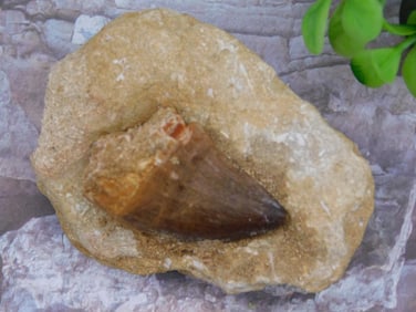 DINOSAUR TOOTH IN MATRIX ROCK STONE LAPIDARY SPECIMEN