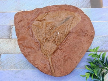 CRINOID FOSSIL ROCK STONE LAPIDARY SPECIMEN