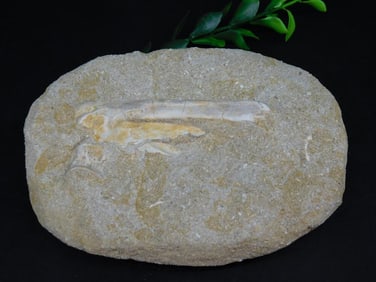 ENCHODUS FOSSIL ROCK STONE LAPIDARY SPECIMEN