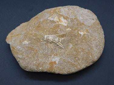 ENCHODUS FOSSIL ROCK STONE LAPIDARY SPECIMEN