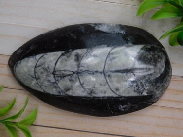Fossil Orthoceras Polished Stone Specimen