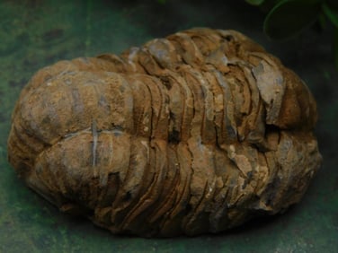 Trilobite Fossil Rock Stone Lapidary Specimen
