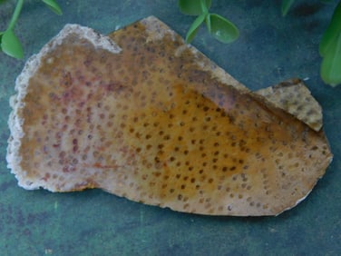 Petrified Palm Wood Rock Stone Lapidary Specimen