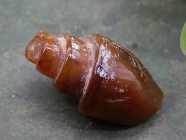 Fossilized Gastropod Shell