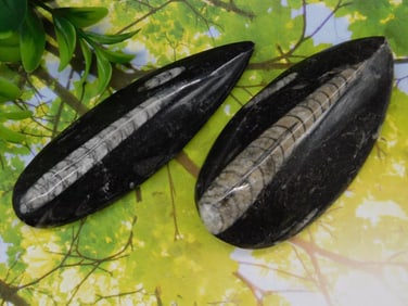 Orthoceras ROCK STONE LAPIDARY SPECIMEN