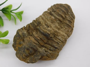 Trilobite Fossil Rock Stone Lapidary Specimen