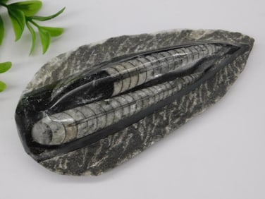 Orthoceras Fossil Specimen in Polished Stone Matrix Rock Stone Lapidary Specimen