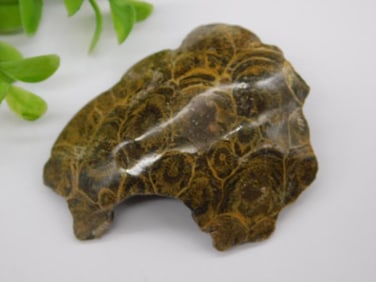 Petoskey Stone Rock Stone Lapidary Specimen