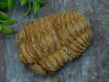 Fossilized Trilobite Specimen Rock Stone Lapidary Specimen