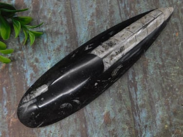 Polished Orthoceras Fossil Display Piece Rock Stone Lapidary Specimen