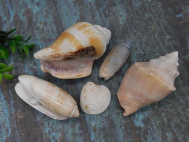 Varied Seashells in Natural Tones