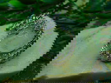 CLEAR QUARTZ DRAGON PENDANT ROCK STONE LAPIDARY SPECIMEN