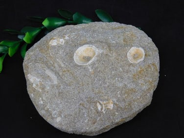 ENCHODUS FOSSIL ROCK STONE LAPIDARY SPECIMEN