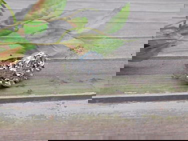 Silver-tone ring with raw-style cluster design