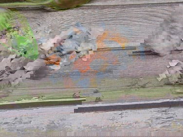 Assorted Small Gemstones