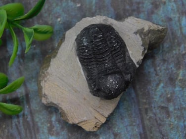 Fossilized Trilobite on Matrix